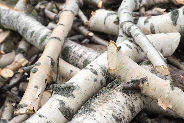 Logs of white birch stacked in a pile.