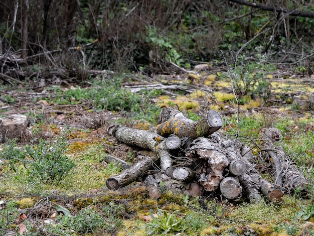 Logs of wood cut and piled in a pile on top of the grass of a forest for later collection and to serve as fuel for the fireplaces and old kitchens of the villages