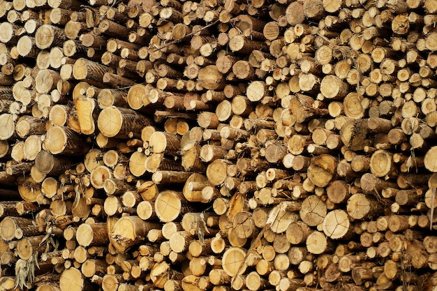 бревна древесины хранятся на бумажной фабрике