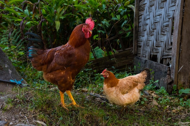 Lokale vrije kippen zwerven in een biologische boerderij in een Himalaya-dorp in Nepal
