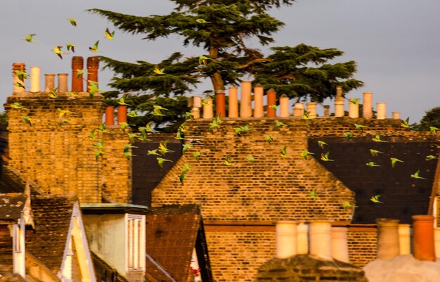 Photo london parakeets