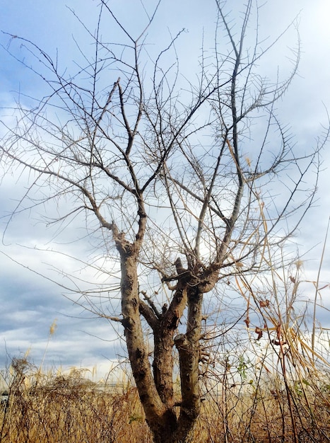Foto albero nudo solitario sul paesaggio contro il cielo