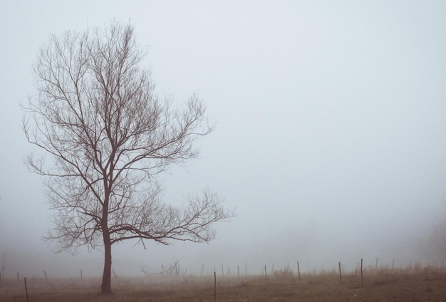 Lone bare tree on a ranch during a foggy day