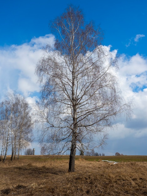 Photo a lone birch tree without leaves in the spring in a meadow. bright blue sky with clouds in the background. vertical photo