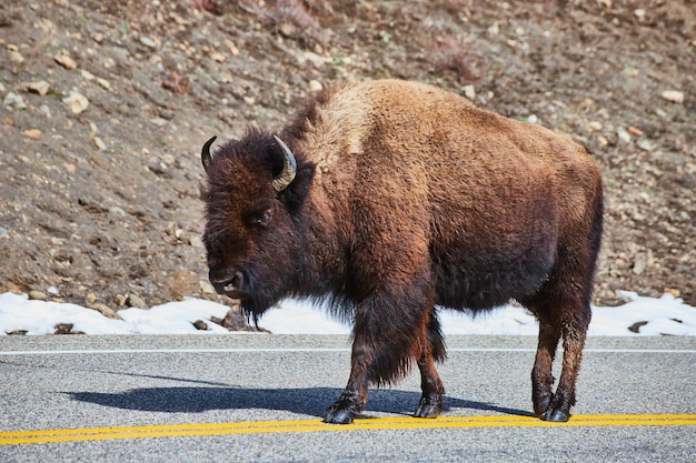 Lone bison wanders empty road by hills