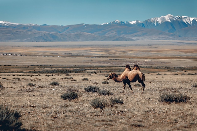 A lone camel walks along a grassy road with small bushes against the backdrop of huge rocky mountains.