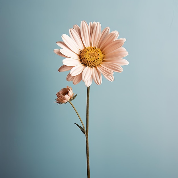A lone daisy perfectly centered in the frame against a muted background