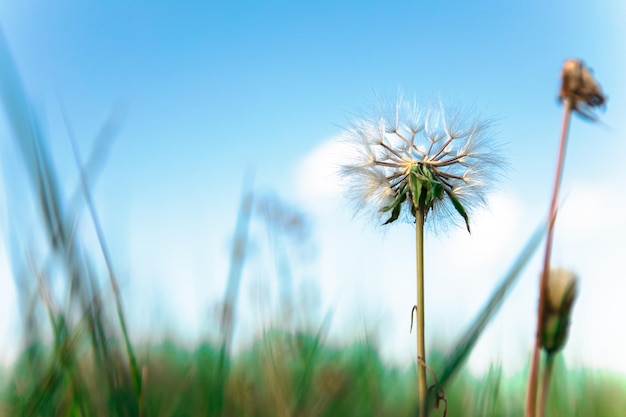 A lone dandelion in a field