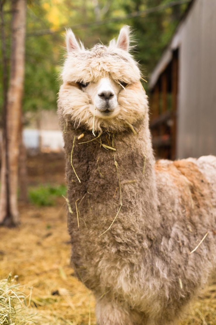 Photo lone domestic llama farm livestock animals alaska