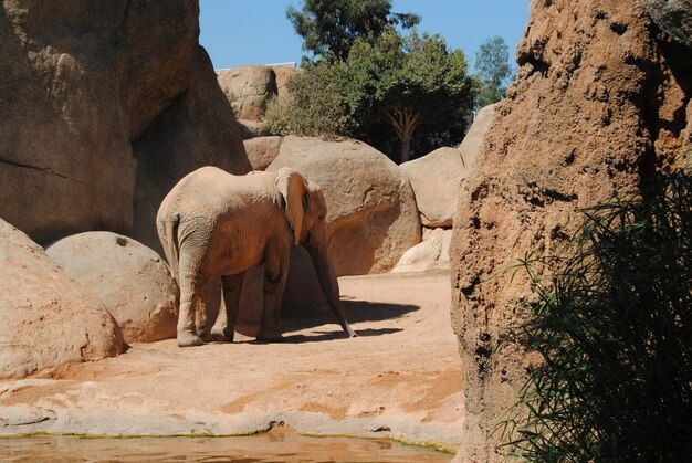 Foto elefante solitario che cammina attraverso la savana secca i colori della natura