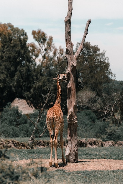 Photo lone giraffe