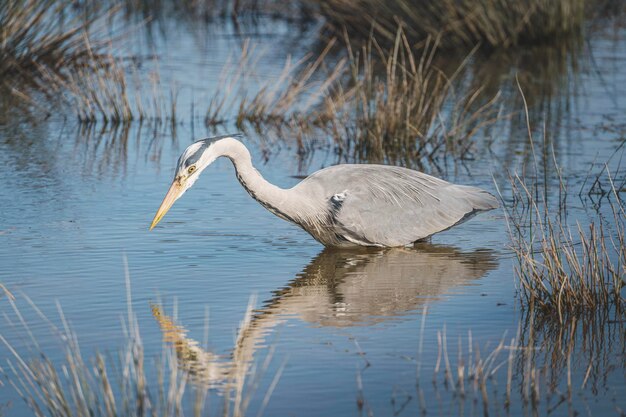 Lone gray heron foraging on a shallow swamp