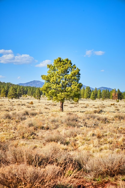 Lone green pine tree in shrubs and orange sand desert