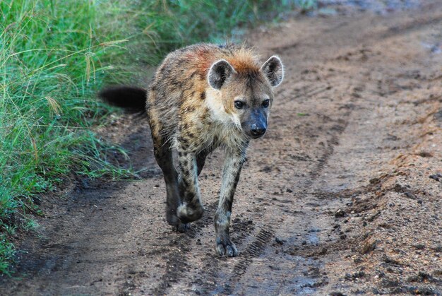 Photo a lone hyena