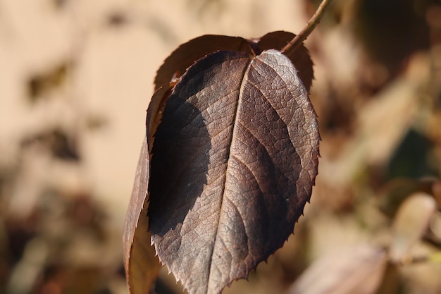 A lone leaf at sunset getting ready for bed