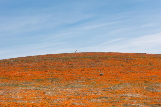 Lone man hiking atop a hill covered in california golden poppies