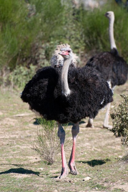 アフリカの広大な風景に輝く 孤独なオオカミ 長い首 探求的な目 野蛮なサバンナの物語