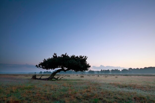 Photo lone pine tree on meadow in dusk