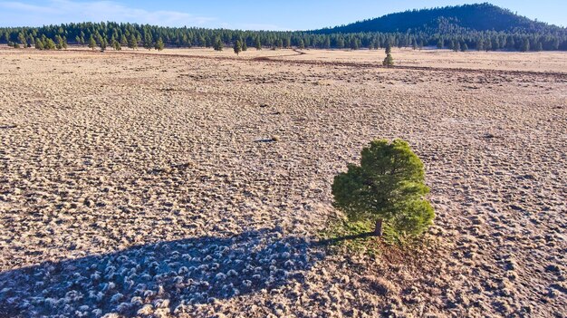 Lone pine tree with shadow from aerial view in desert plains