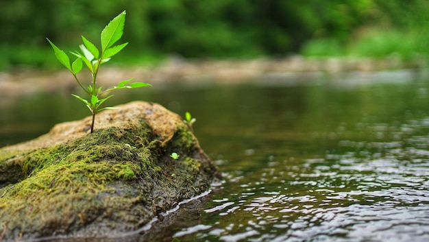 Photo lone plant growing on a rock mid-river