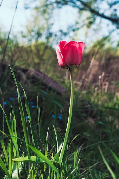 A lone red tulip in a city park