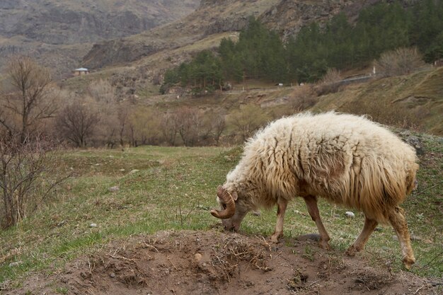 A lone sheep in the mountains has fallen behind the flock