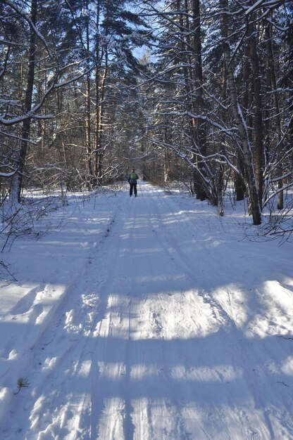 Lone skier in the winter forest