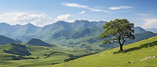 A lone tree in the centre of a grass with a backdrop of mountains