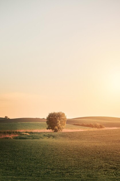 Lone tree in the green field during sunset Strong sunlight in the meadow One tree on the hill