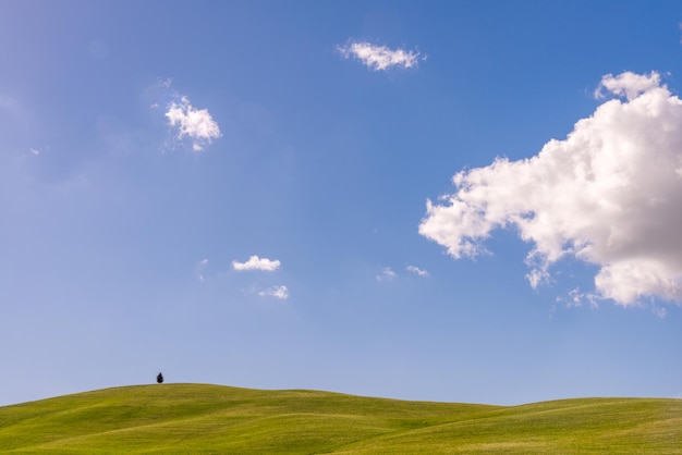 Val d' Orcia Tuscany의 수평선에 외로운 나무