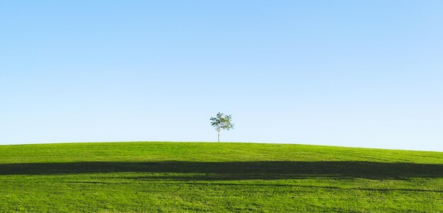 Photo a lone tree in the middle of a green field