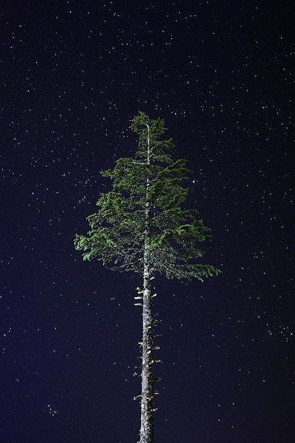 Foto l'albero solitario di notte