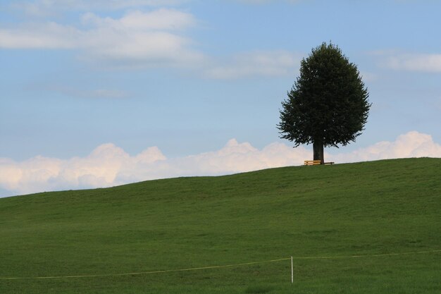 写真 田舎の風景の孤独な木