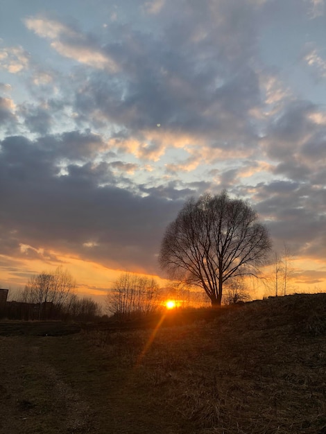Siluetta dell'albero solitario contro il paesaggio naturale del cielo al tramonto
