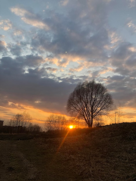 Lone tree silhouette against the sunset sky natural landscape