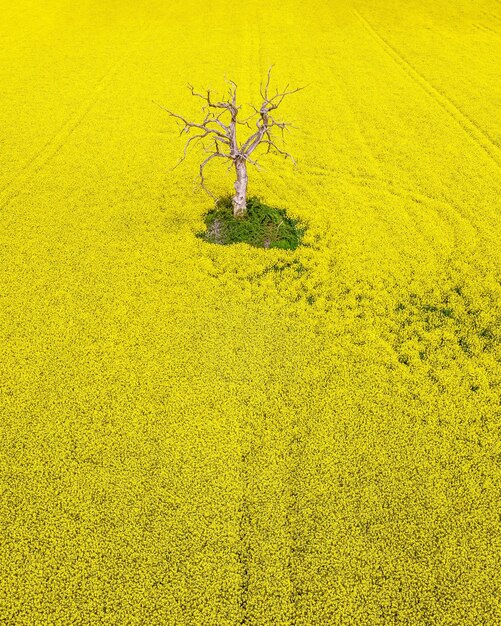 Lone tree in yellow field