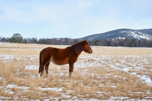写真 バイカル湖オルホン島の草原で放牧される孤独な野生の馬