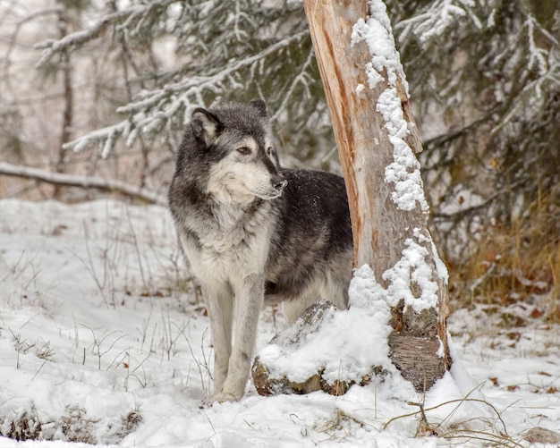 Lone Wolf gluren rond de stam van een boom