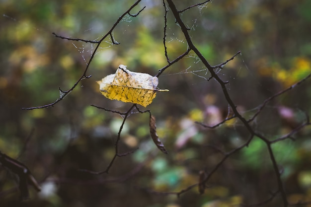 The lone yellow leaf on branch of a tree with a web of. Gloomy autumn day