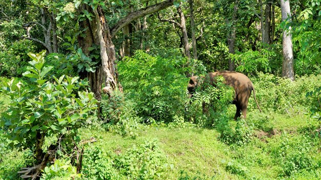 バンディプール ムドゥマライ ウーティ ロード インドで放牧されている孤独な若い野生のタスカー雄ゾウ