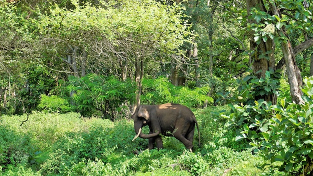 Bandipur mudumalai Ooty Road India에서 풀을 뜯고 있는 외로운 어린 야생 엄니 수컷 코끼리