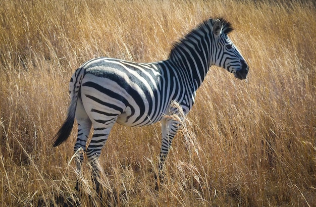 Photo lone zebra