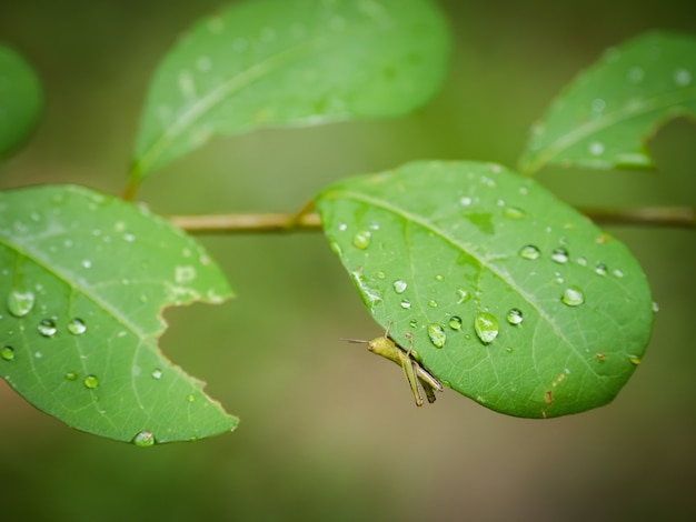 A loneliness grasshopper climb on a leaf.