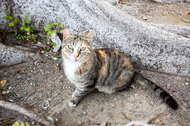 Lonely, alone, on the street stray cat