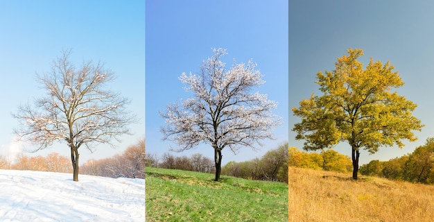 Lonely apricot tree in different seasons in the meadow