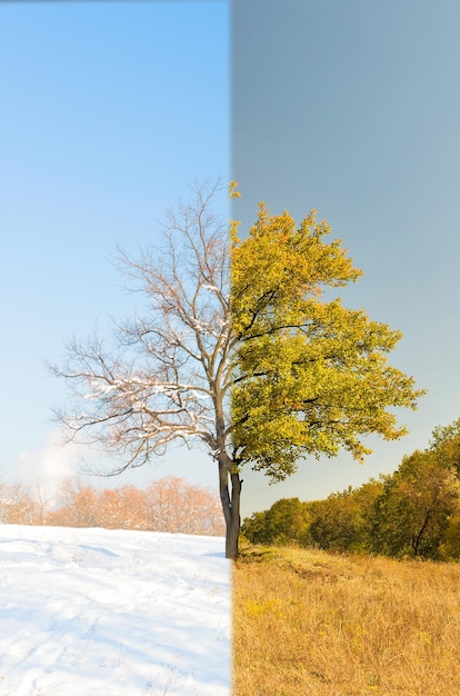 lonely apricot tree in different seasons in the meadow