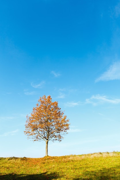 Lonely autumn maple tree