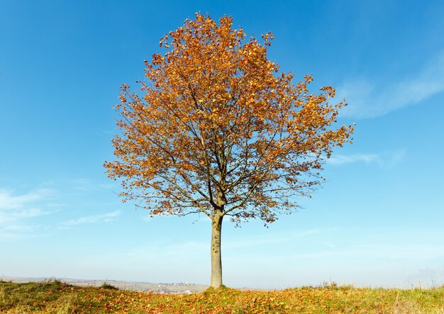 Lonely autumn maple tree