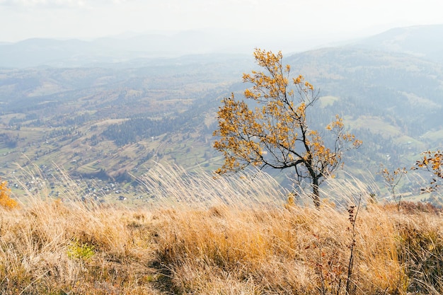 Lonely autumn tree against dramatic foggy grey sky in the mountains