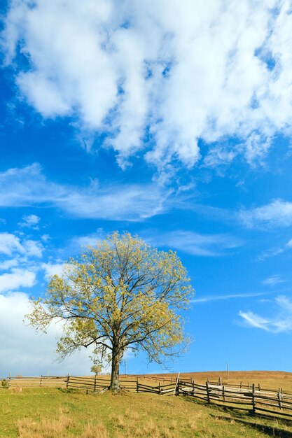 Lonely autumn tree on sky with some cirrus clouds background.